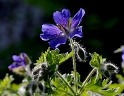 Blume_DDD9735_Bildgröße ändern